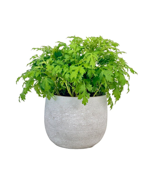Mugwort - grow pot - Potted plant - Tumbleweed Plants - Online Plant Delivery Singapore