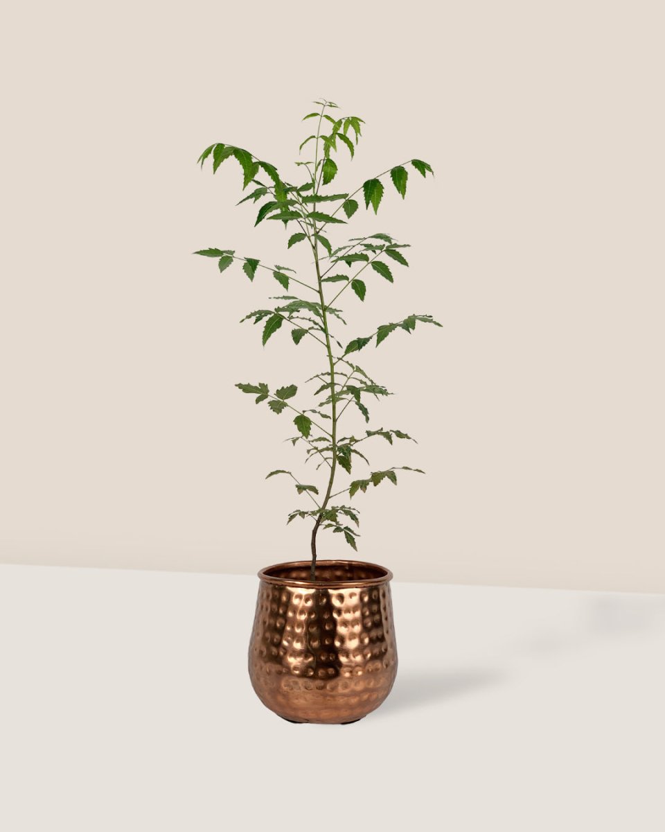garath planter - medium