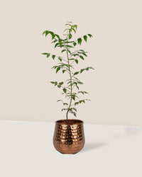 Neem Tree - garath planter - small - Potted plant - Tumbleweed Plants - Online Plant Delivery Singapore