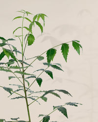 Neem Tree - grow pot - Potted plant - Tumbleweed Plants - Online Plant Delivery Singapore