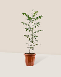 Neem Tree - grow pot - Potted plant - Tumbleweed Plants - Online Plant Delivery Singapore