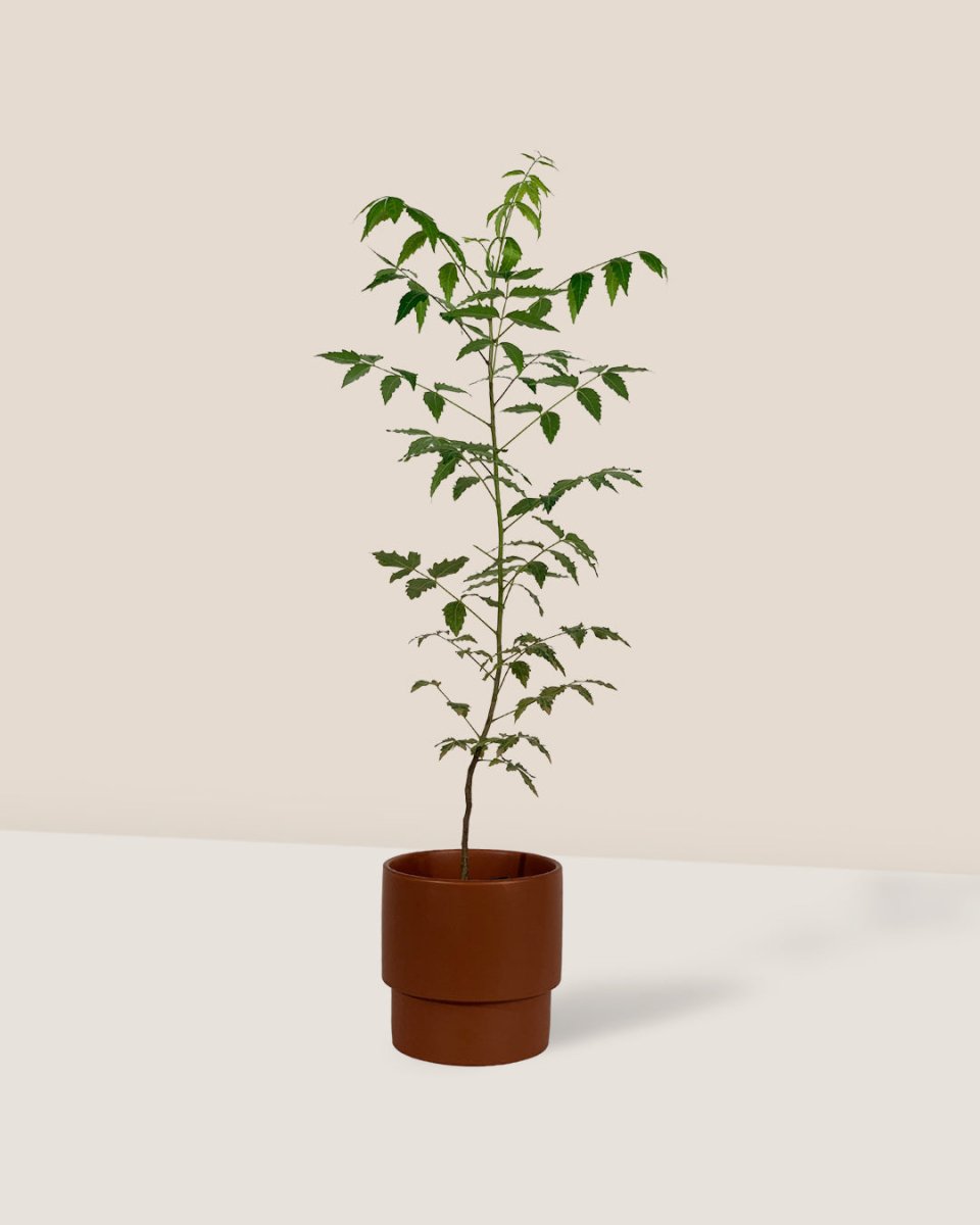 Neem Tree - plinth pots - large - chestnut - Potted plant - Tumbleweed Plants - Online Plant Delivery Singapore