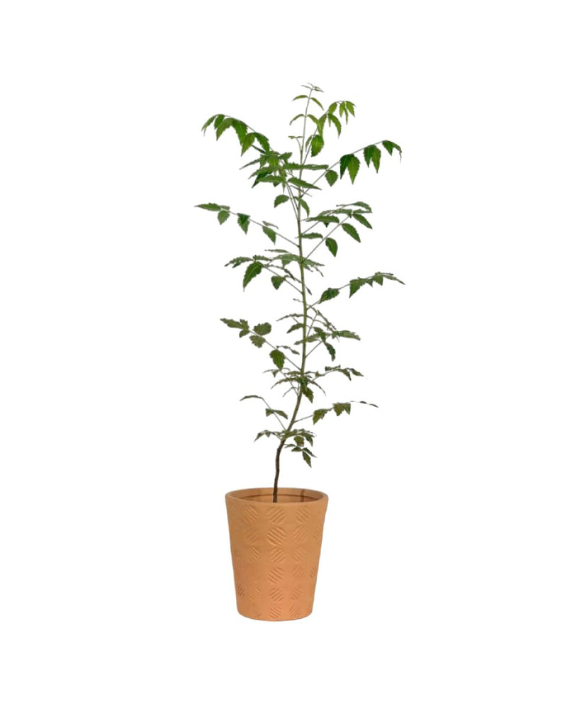 Neem Tree - striped circle terracotta pot - Potted plant - Tumbleweed Plants - Online Plant Delivery Singapore