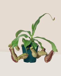 Nepenthes - frenchie planter - Potted plant - Tumbleweed Plants - Online Plant Delivery Singapore