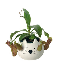 Nepenthes - kitty planter - Potted plant - Tumbleweed Plants - Online Plant Delivery Singapore