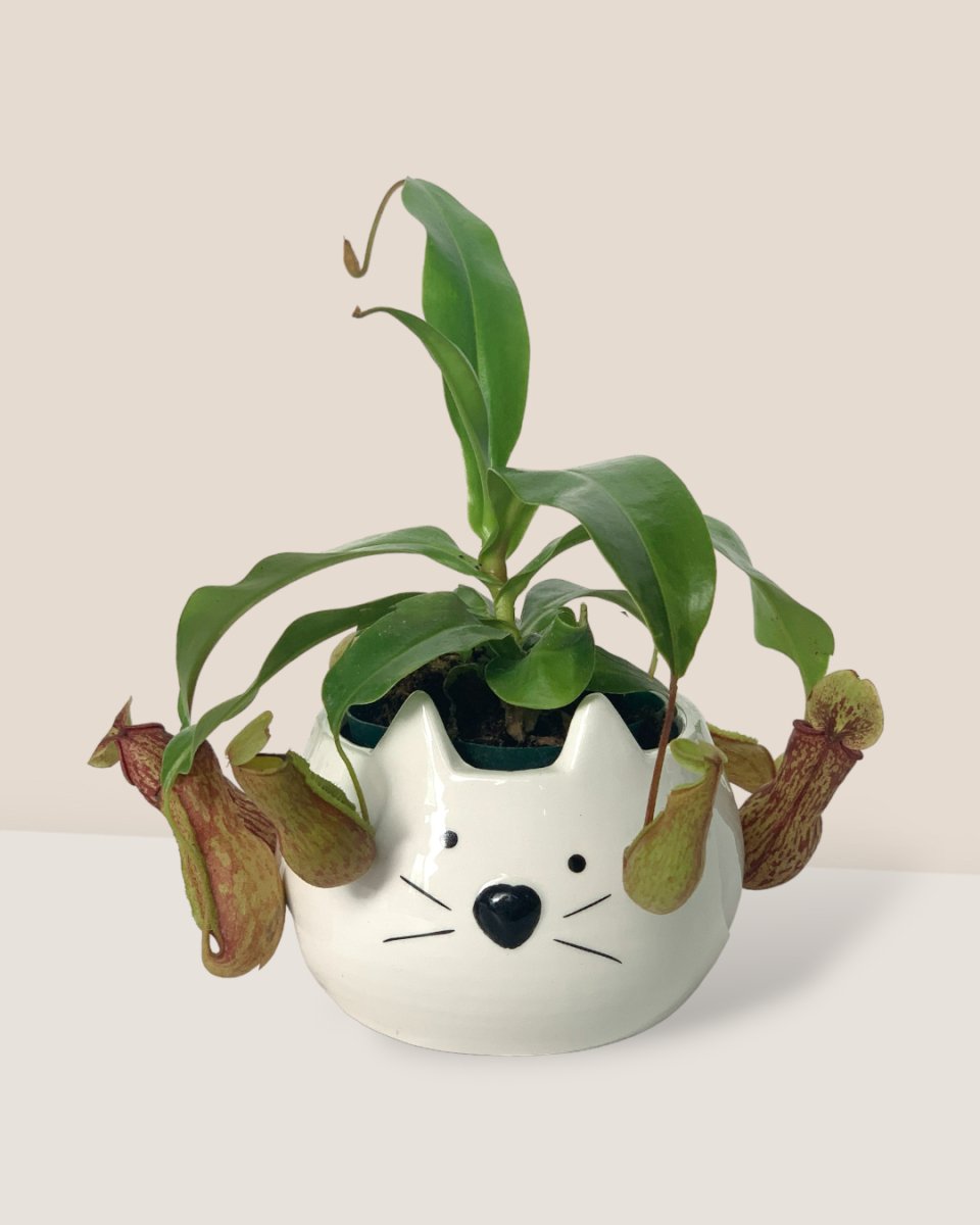 Nepenthes - kitty planter - Potted plant - Tumbleweed Plants - Online Plant Delivery Singapore