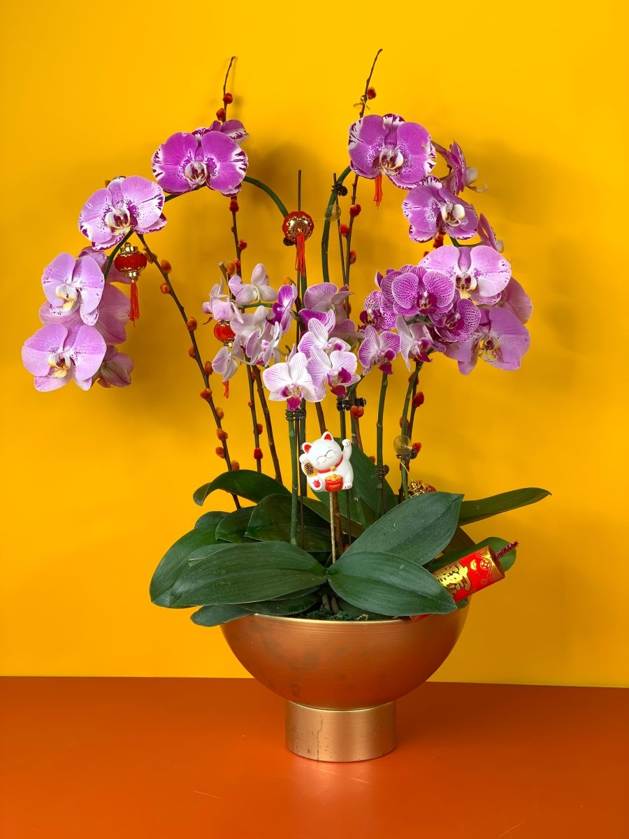 Noble Purple Phalaenopsis Arrangement - Gifting plant - Tumbleweed Plants - Online Plant Delivery Singapore
