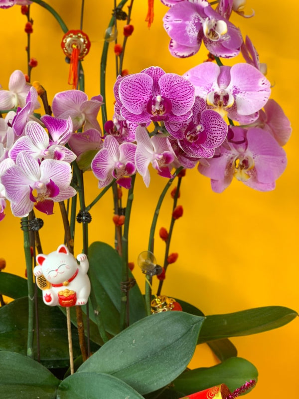 Noble Purple Phalaenopsis Arrangement - Gifting plant - Tumbleweed Plants - Online Plant Delivery Singapore