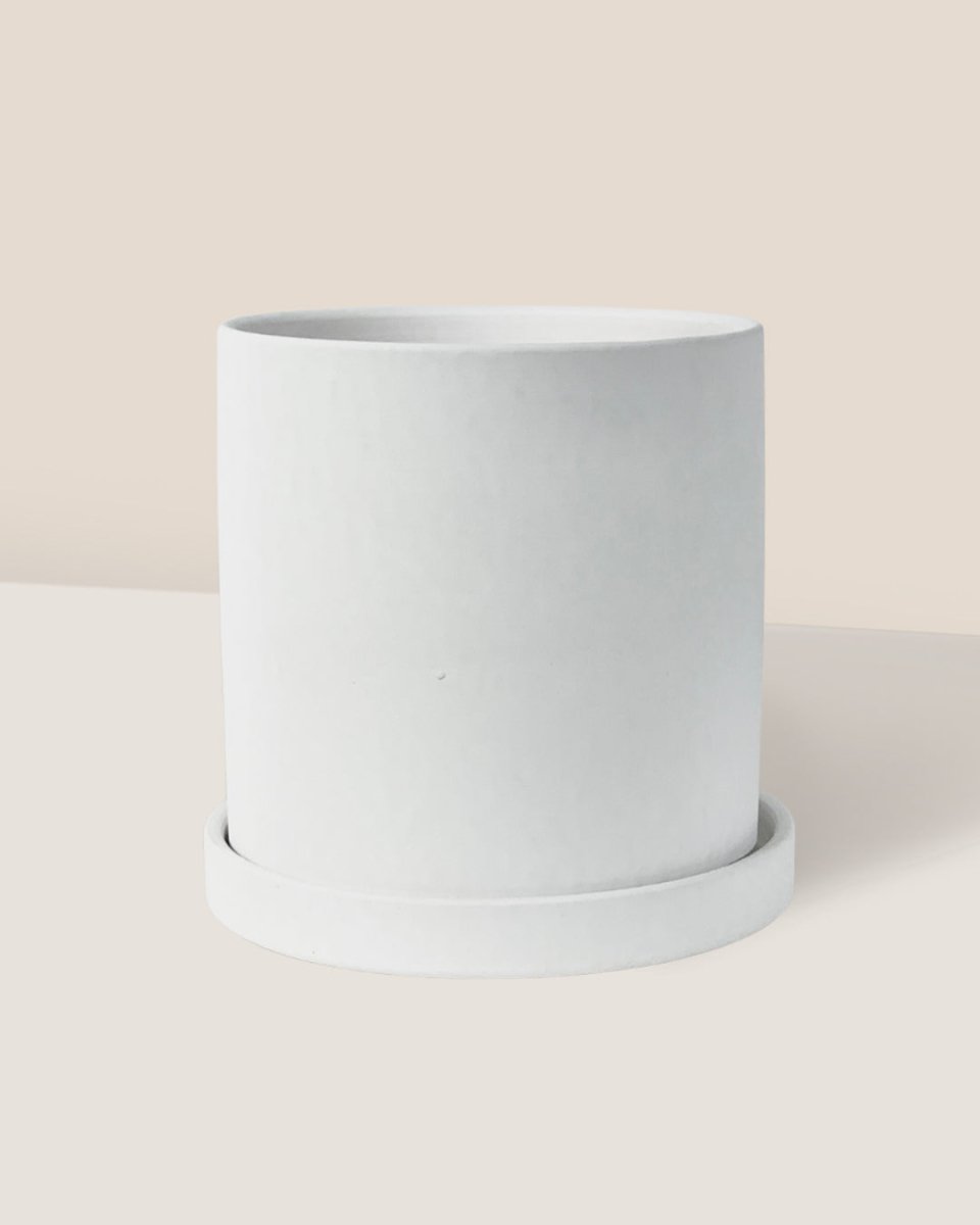 Nordic White Cylinder Planter - Pot - Tumbleweed Plants - Online Plant Delivery Singapore