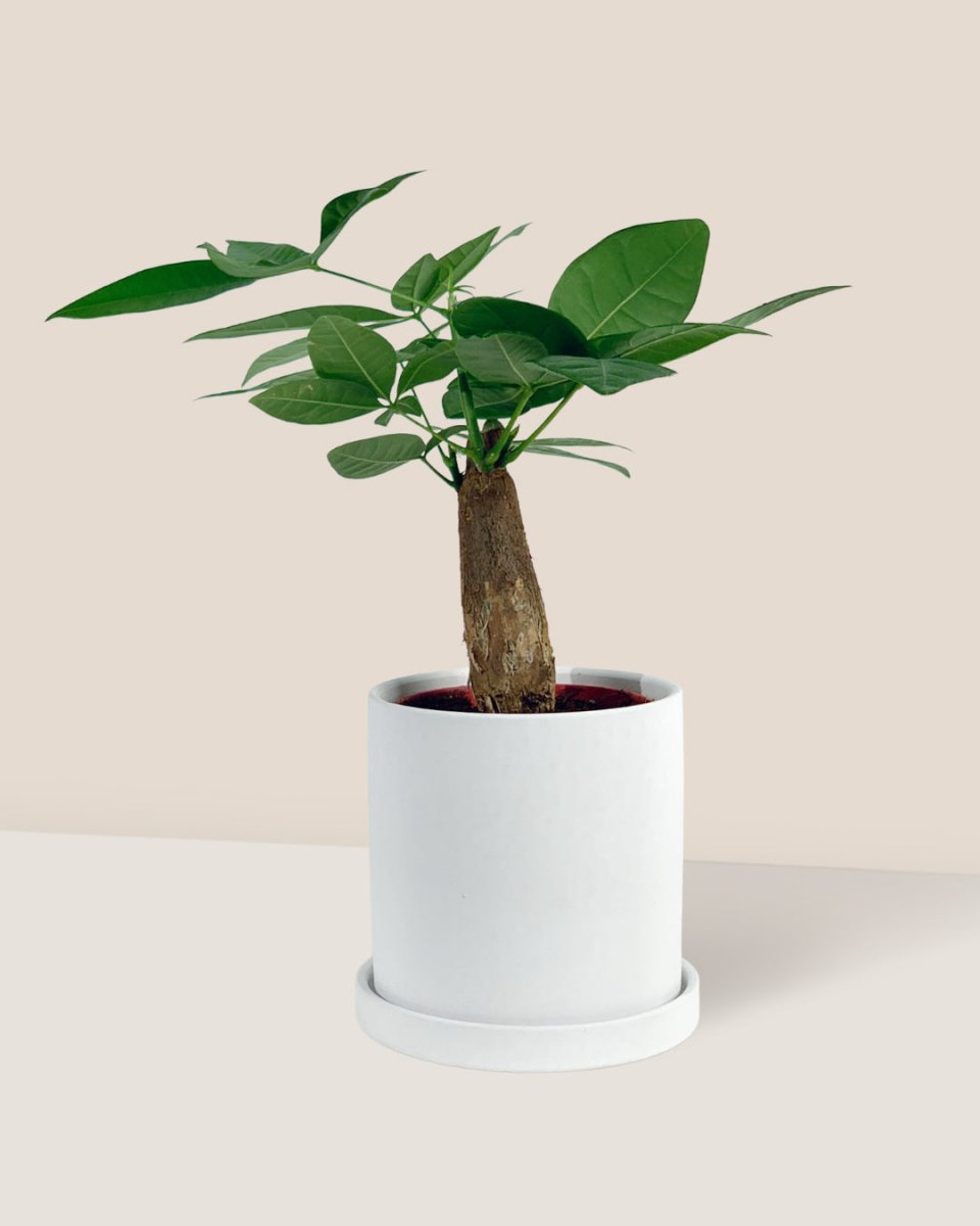 Nordic White Cylinder Planter - Pot - Tumbleweed Plants - Online Plant Delivery Singapore