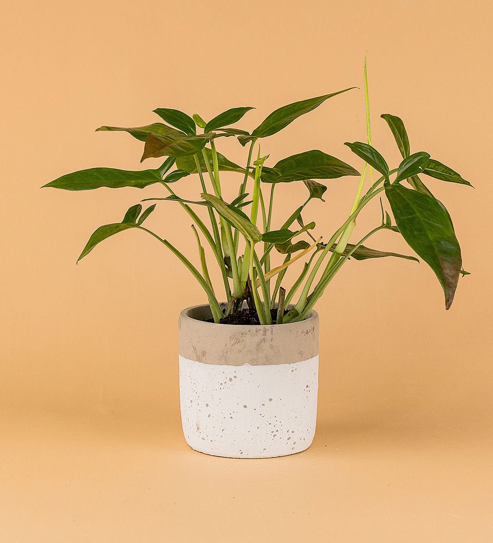Nottingham Cylinder Pot - Pot - Tumbleweed Plants - Online Plant Delivery Singapore