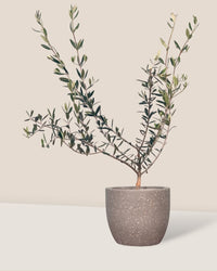 Olive Tree - Japan (0.7m) - tassel pot - blue - Potted plant - Tumbleweed Plants - Online Plant Delivery Singapore