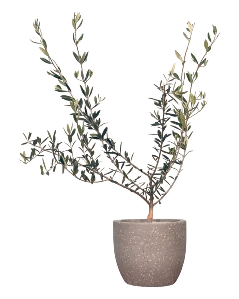Olive Tree - Japan (0.7m) - tassel pot - blue - Potted plant - Tumbleweed Plants - Online Plant Delivery Singapore