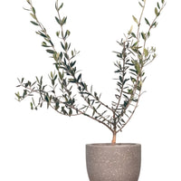 Olive Tree - Japan (0.6m)