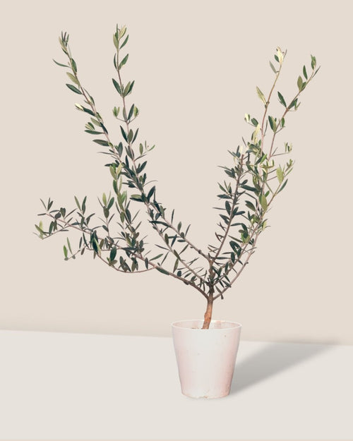 Olive Tree - Japan (0.7m)