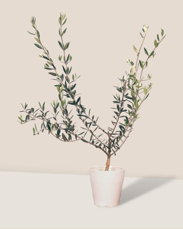 Olive Tree - Japan (0.7m)