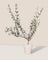 Olive Tree - Japan (0.7m)