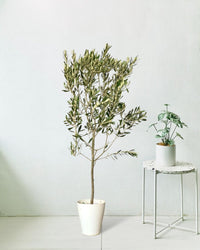 Olive Tree - Japan (1.1-1.3m) - grow pot - Potted plant - Tumbleweed Plants - Online Plant Delivery Singapore