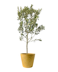 Olive Tree - Japan (1.1-1.3m) - roman planters - forest green - Potted plant - Tumbleweed Plants - Online Plant Delivery Singapore