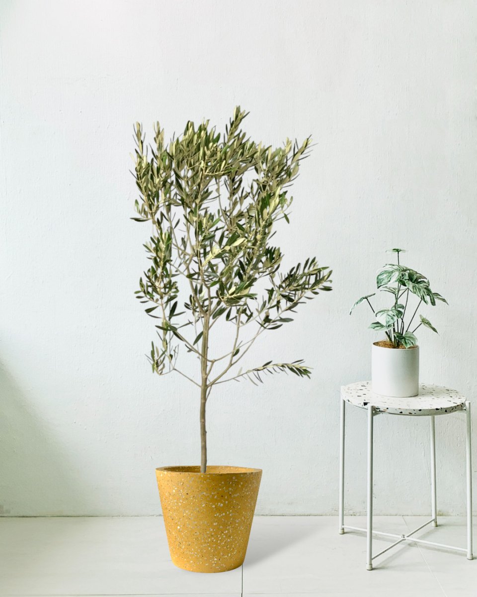 Olive Tree - Japan (1.1-1.3m) - terrazzo pots - yellow - Potted plant - Tumbleweed Plants - Online Plant Delivery Singapore