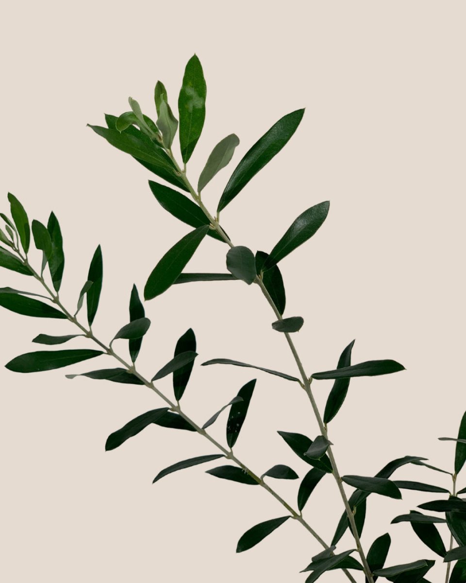 Olive Tree (Japan) - grow pot - Just plant - Tumbleweed Plants - Online Plant Delivery Singapore