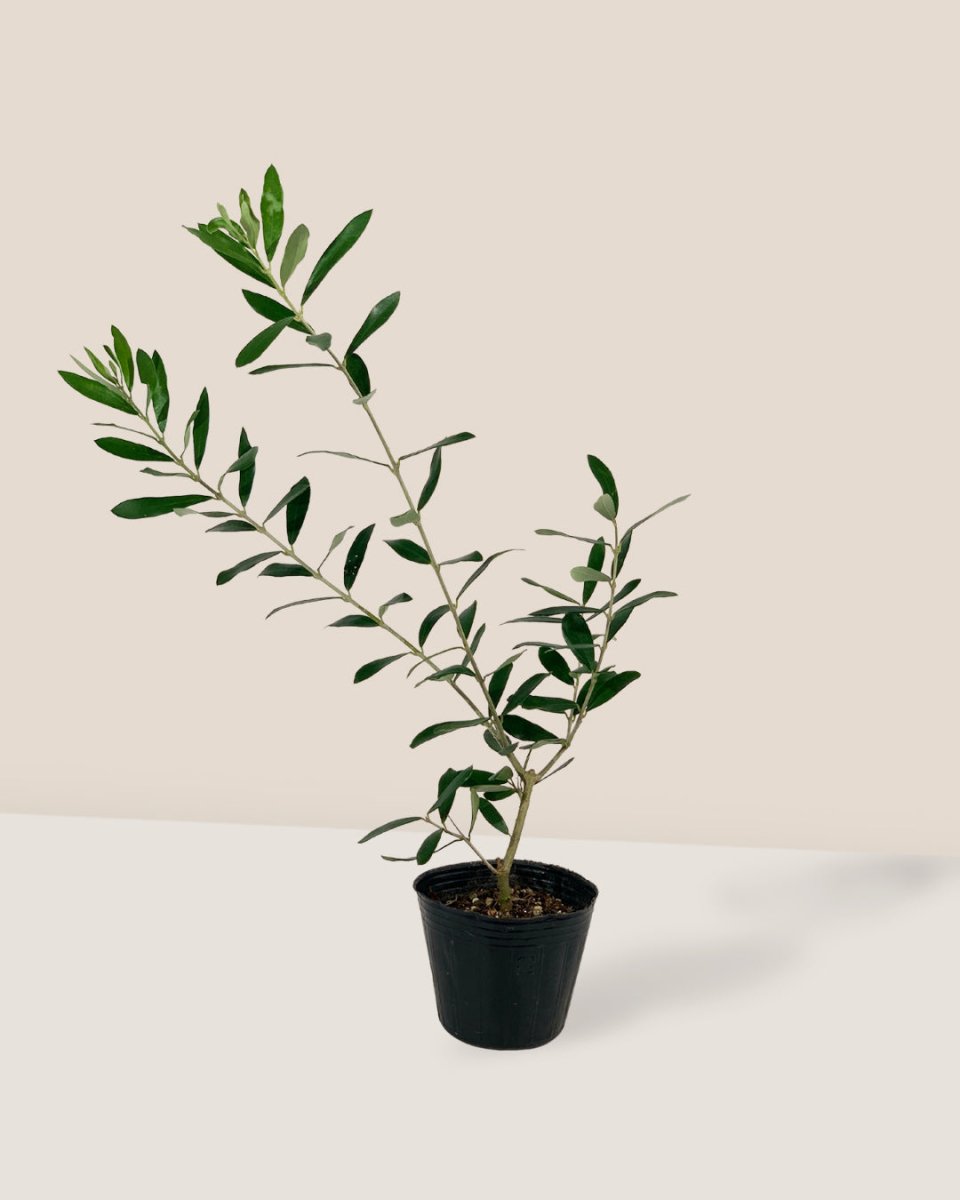 Olive Tree (Japan) - tassel pot - blue - Just plant - Tumbleweed Plants - Online Plant Delivery Singapore
