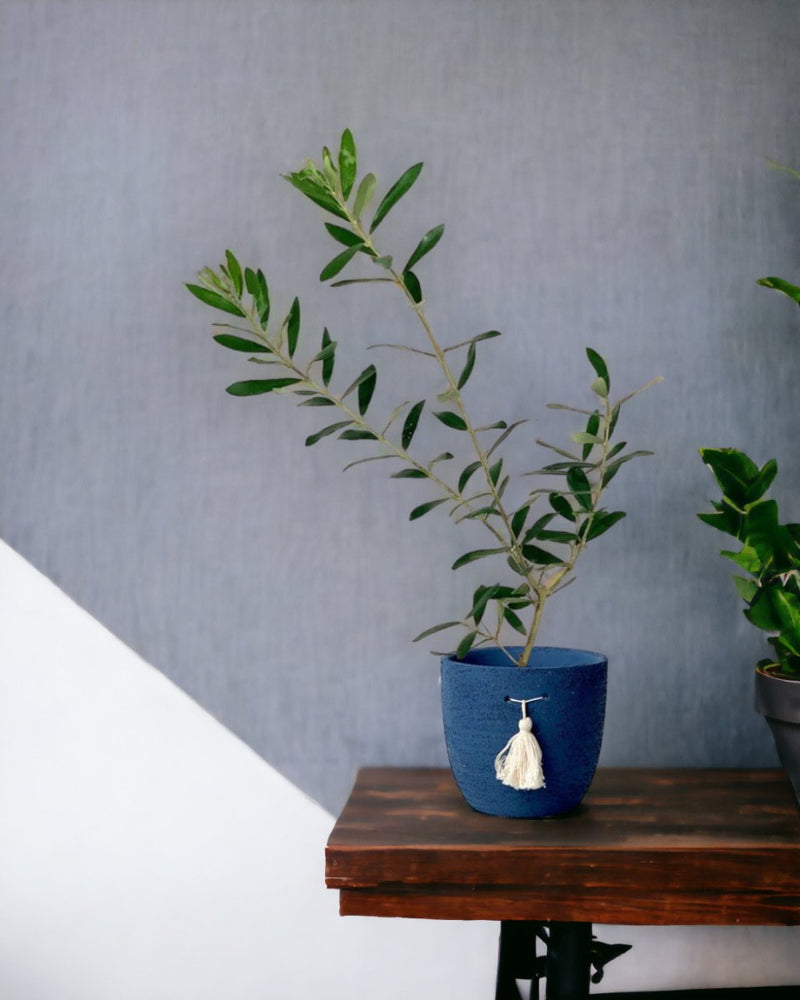 Olive Tree (Japan) - tassel pot - blue - Just plant - Tumbleweed Plants - Online Plant Delivery Singapore