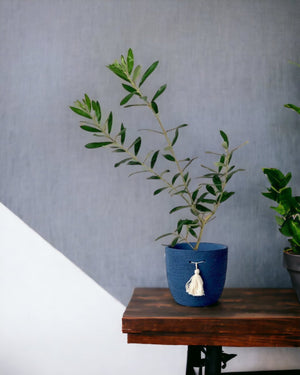 Olive Tree (Japan) paired with tassel pot - blue