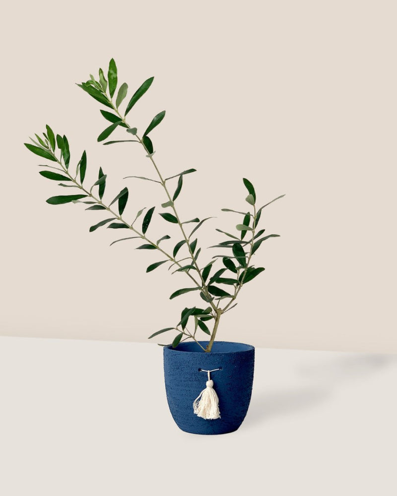 Olive Tree (Japan) paired with tassel pot - blue