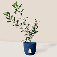 Olive Tree - Japan (0.6m)