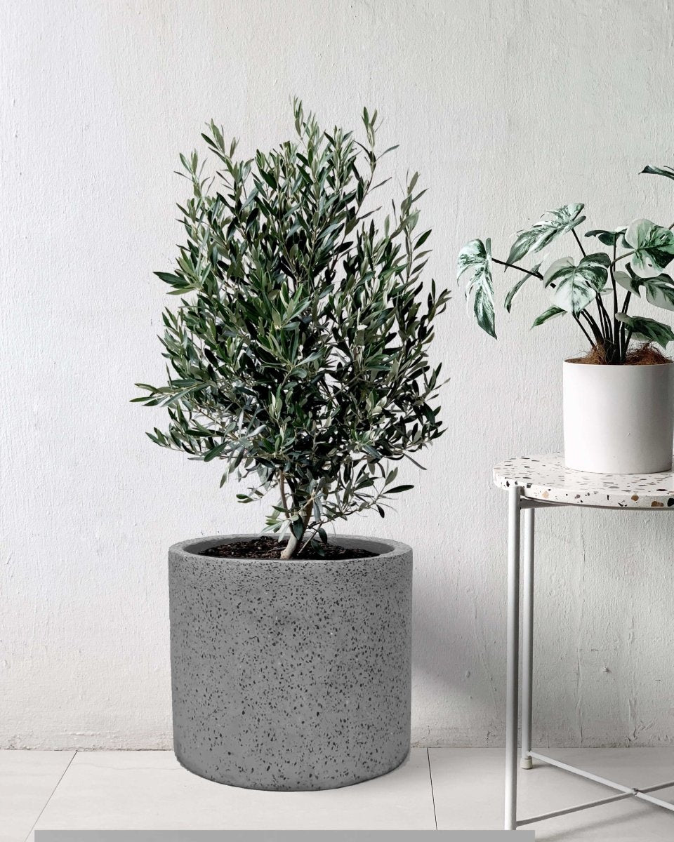 Olive Tree (Olea Europaea Holland) - grey terrazzo pot - Potted plant - Tumbleweed Plants - Online Plant Delivery Singapore