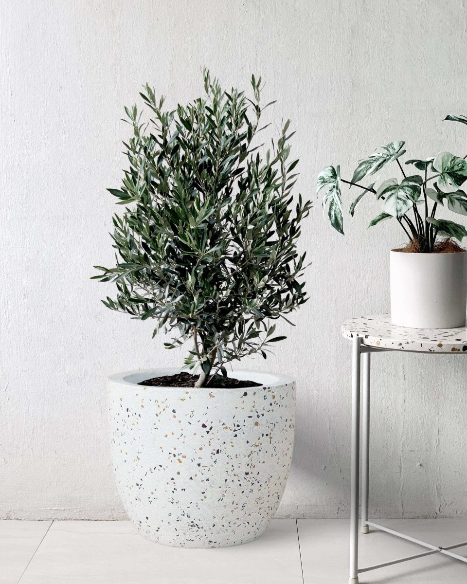 Olive Tree (Olea Europaea Holland) - large white egg pot - Potted plant - Tumbleweed Plants - Online Plant Delivery Singapore
