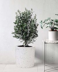 Olive Tree (Olea Europaea Holland) - white terrazzo cylinder planter - Potted plant - Tumbleweed Plants - Online Plant Delivery Singapore
