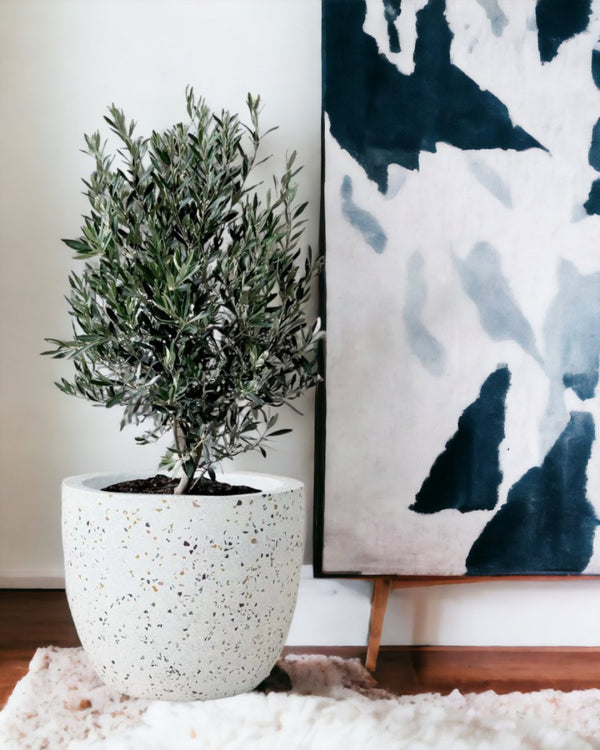 Olive Tree (Olea Europaea Holland) - white terrazzo cylinder planter - Potted plant - Tumbleweed Plants - Online Plant Delivery Singapore