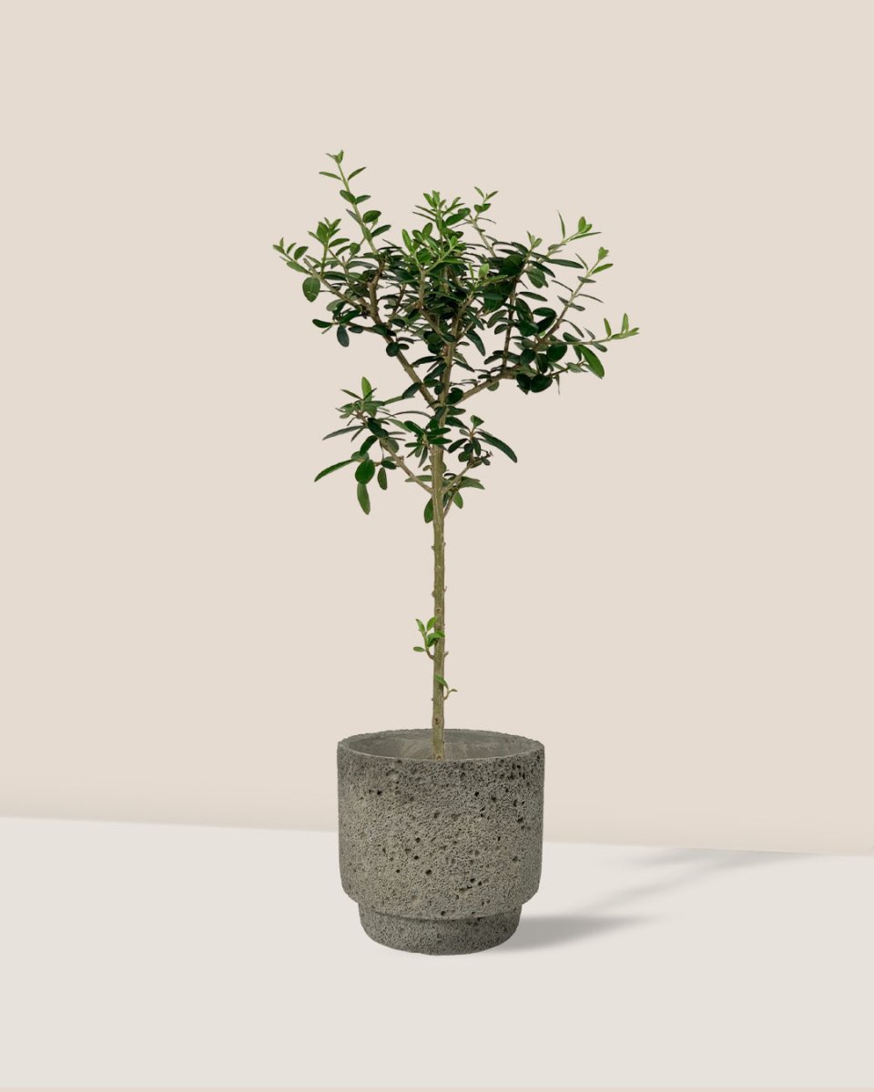 Olive Tree (Shodoshima, Japan) - cement planter - cylinder - Just plant - Tumbleweed Plants - Online Plant Delivery Singapore