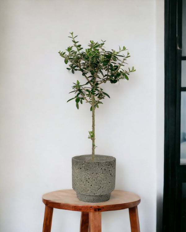 Olive Tree (Shodoshima, Japan) - cement planter - cylinder - Just plant - Tumbleweed Plants - Online Plant Delivery Singapore