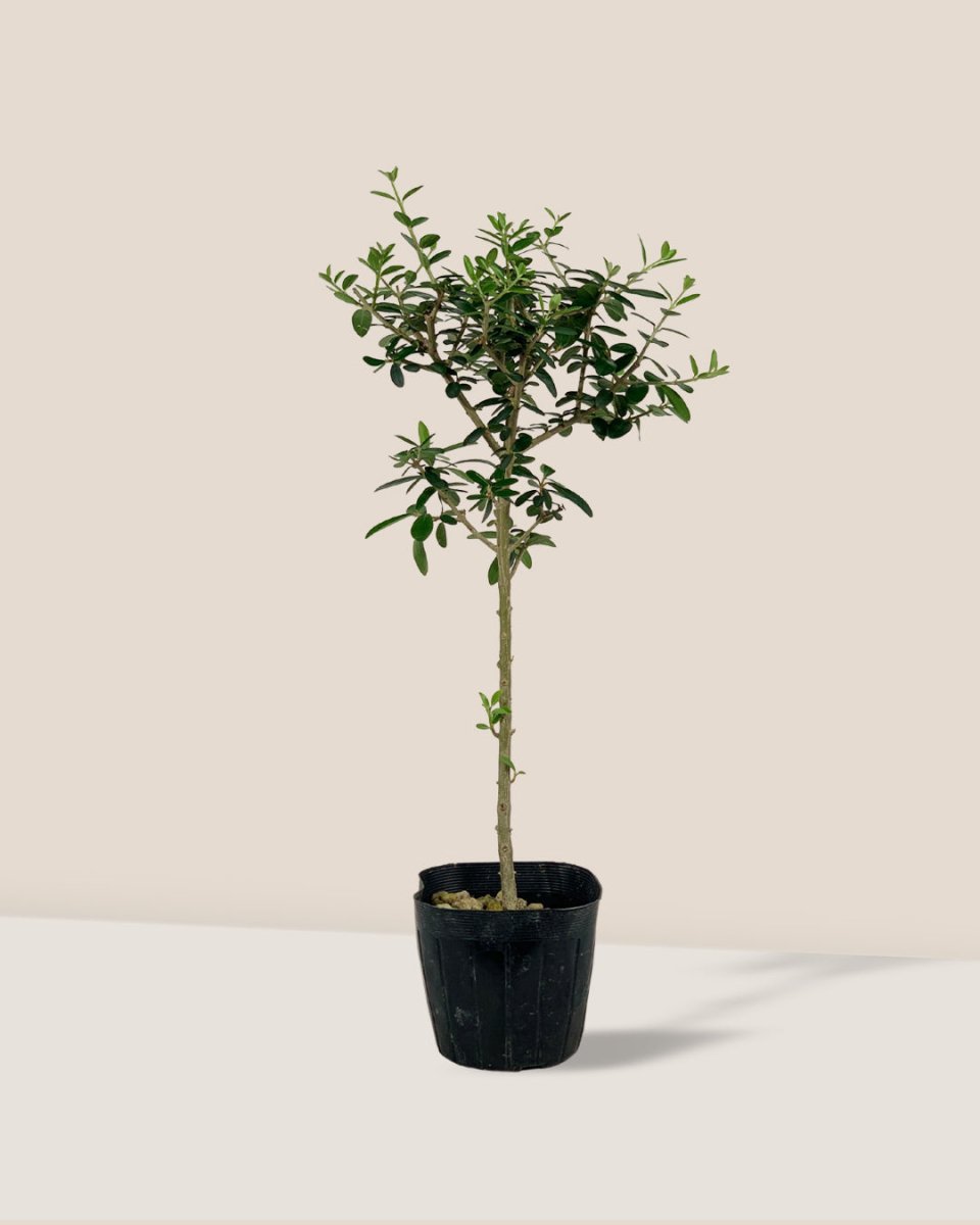 Olive Tree (Shodoshima, Japan) - grow pot - Just plant - Tumbleweed Plants - Online Plant Delivery Singapore