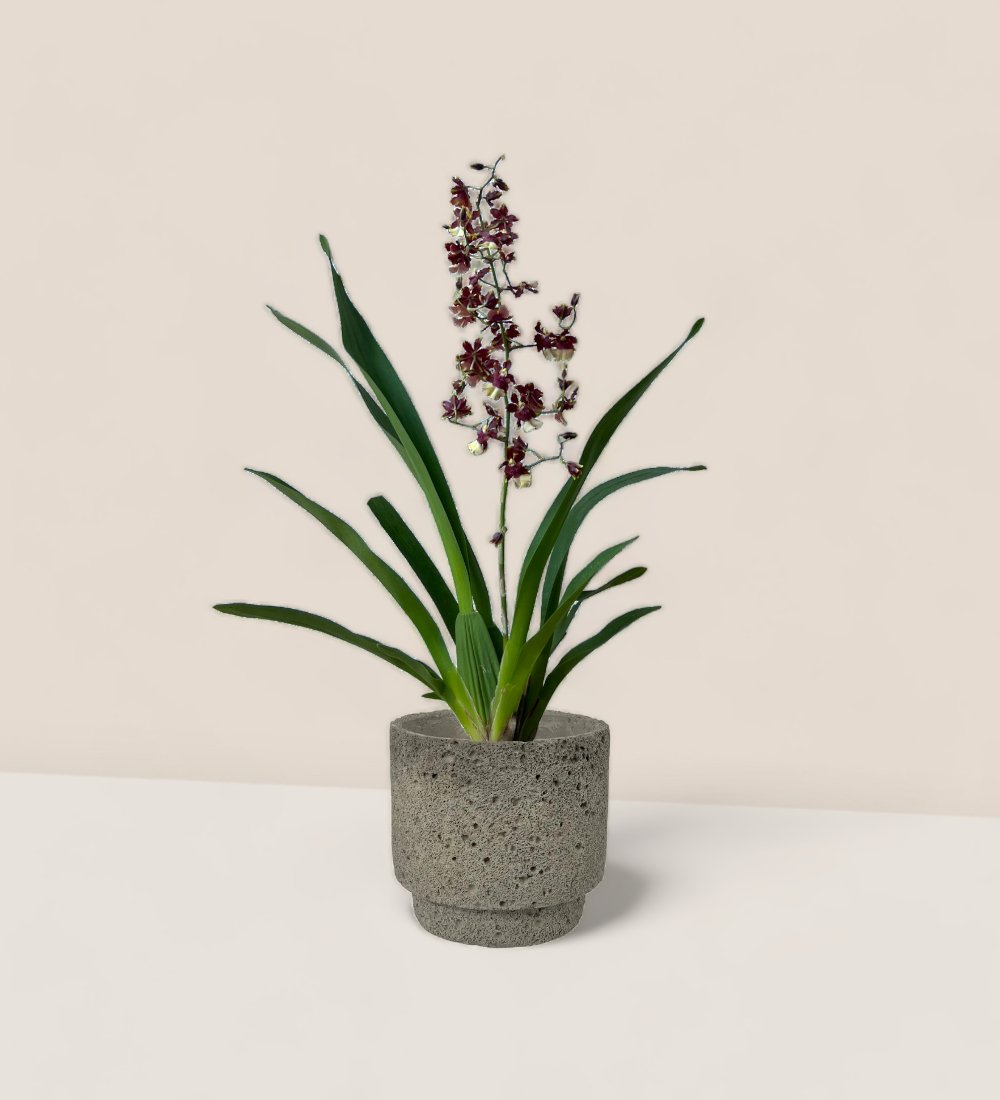 Oncidium Hybrid (Cocoa Cappuccion) - cement planter - Potted plant - Tumbleweed Plants - Online Plant Delivery Singapore