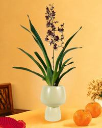Oncidium Hybrid (Cocoa Cappuccion) - ceramic sand pot - Potted plant - Tumbleweed Plants - Online Plant Delivery Singapore