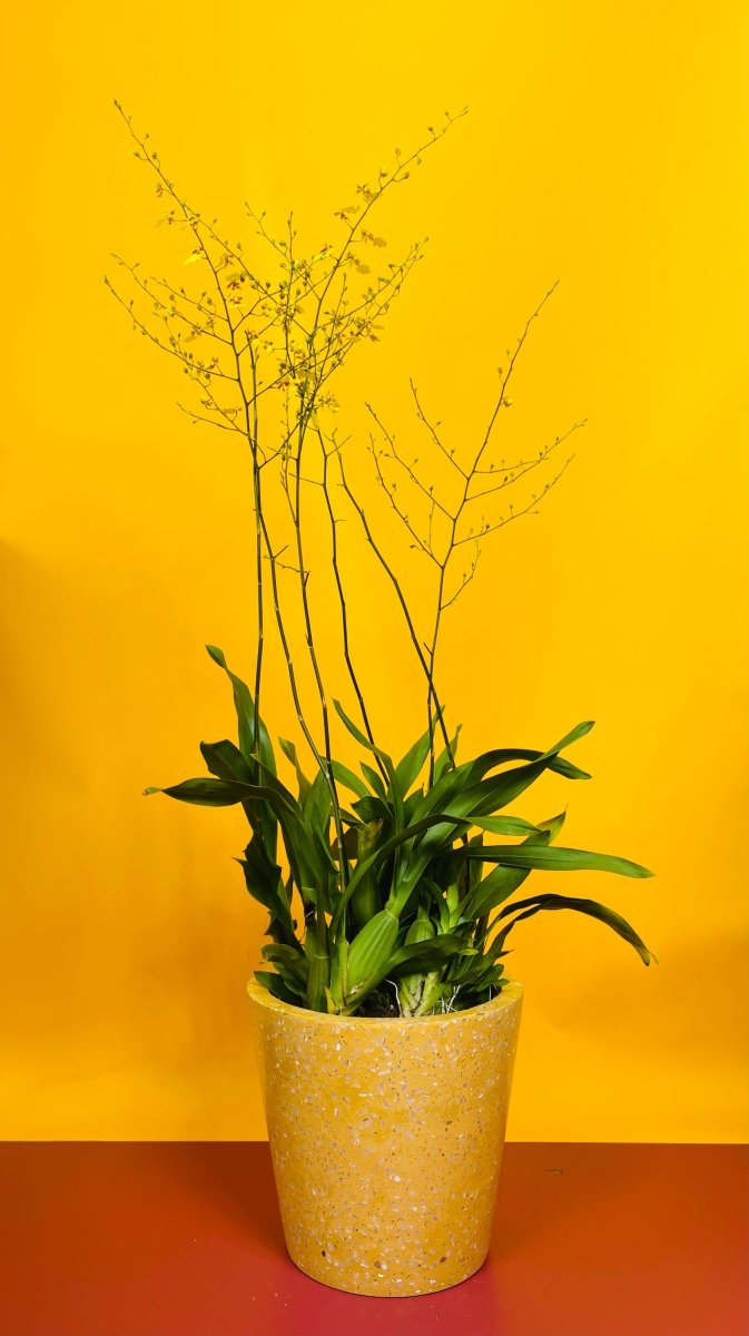 Oncidium Orchid Golden Ramsey - Gifting plant - Tumbleweed Plants - Online Plant Delivery Singapore
