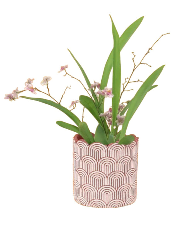 Oncidium Twinkle - ceramic sand pot - Potted plant - Tumbleweed Plants - Online Plant Delivery Singapore