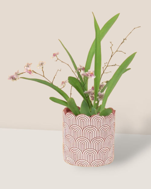 Oncidium Twinkle - ceramic sand pot - Potted plant - Tumbleweed Plants - Online Plant Delivery Singapore