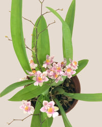 Oncidium Twinkle - ceramic sand pot - Potted plant - Tumbleweed Plants - Online Plant Delivery Singapore