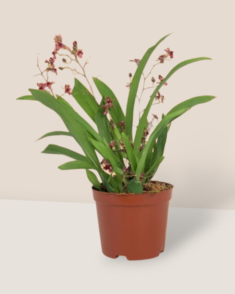 Oncidium Twinkle - ceramic sand pot - Potted plant - Tumbleweed Plants - Online Plant Delivery Singapore