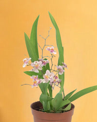 Oncidium Twinkle - jacopo planter - medium - Potted plant - Tumbleweed Plants - Online Plant Delivery Singapore