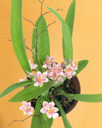 Oncidium Twinkle - jacopo planter - medium - Potted plant - Tumbleweed Plants - Online Plant Delivery Singapore