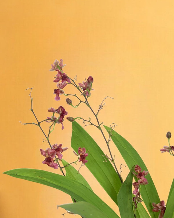 Oncidium Twinkle - little cylinder black with tray planter - Potted plant - Tumbleweed Plants - Online Plant Delivery Singapore