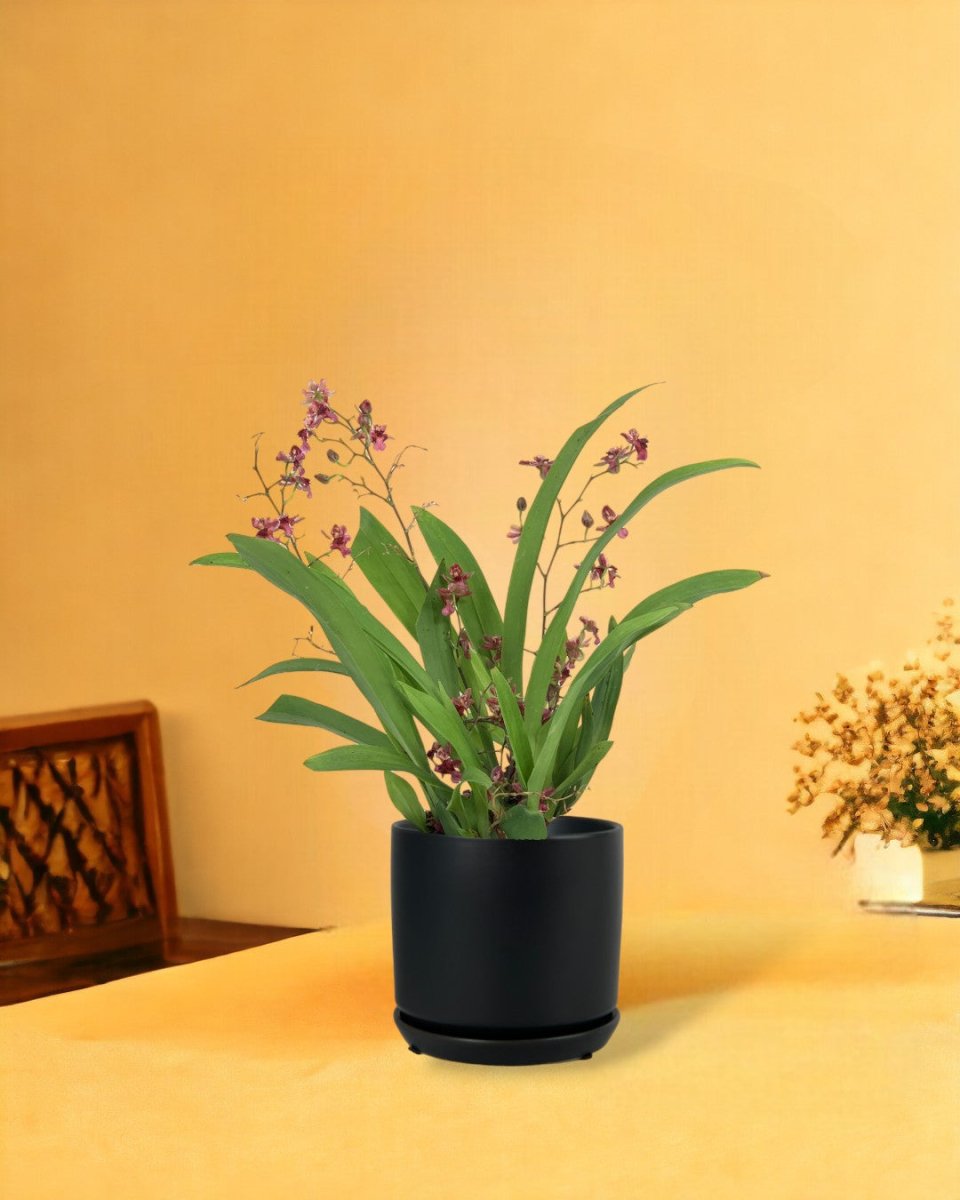 Oncidium Twinkle - little cylinder black with tray planter - Potted plant - Tumbleweed Plants - Online Plant Delivery Singapore