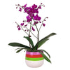 Orchid in Kueh Planter