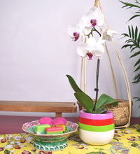 Orchid in Kueh Planter - Gifting plant - Tumbleweed Plants - Online Plant Delivery Singapore
